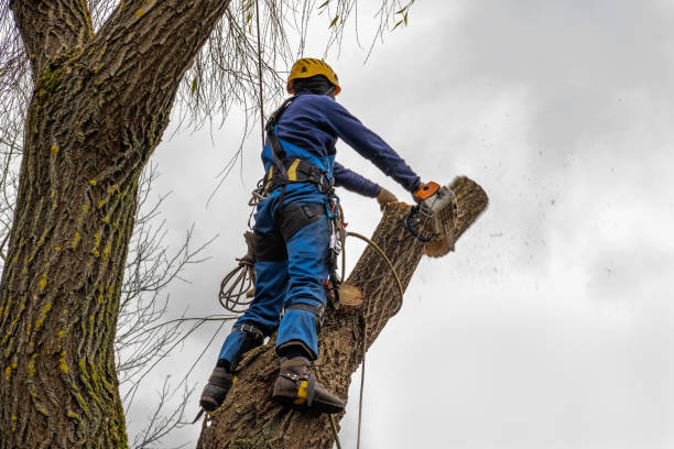 Reliable Rockledge, FL Tree Services Solutions